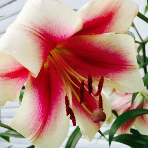 Meet your Posher, Lana - Picture 1 of 1